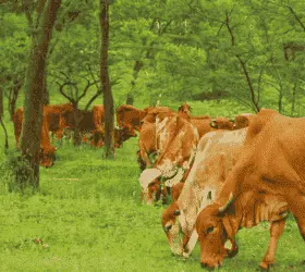 गाय